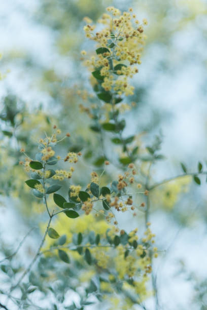 istock Vachellia farnesiana 2196562876