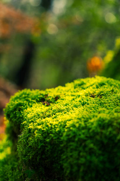 istock Mousse dans les sous bois en hiver 2196562914