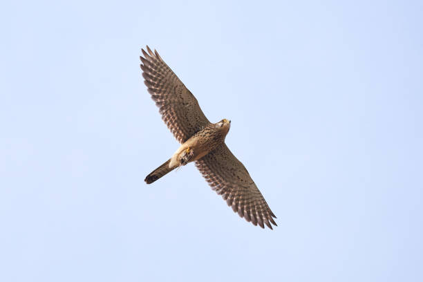 istock Common kestrel in flight with his prey in claws (Falco tinnunculus). 2196563003