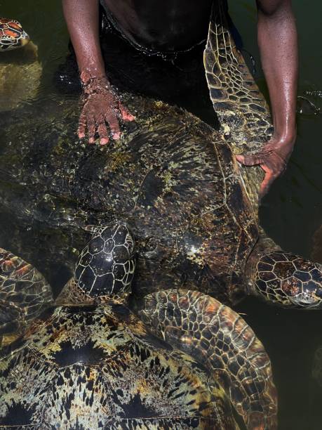 istock light, reflextions, skin, beauty & turtles 2196564323