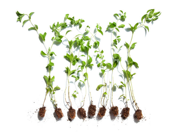 istock Green plant stevia seedlings on a white background, green leaves 2196569785