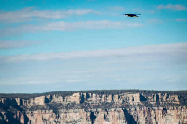 Birds flying over the horizon at the Grand Canyon South Rim