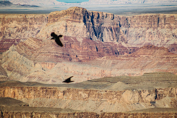 istock Birds flying over the horizon at the Grand Canyon 2196573392