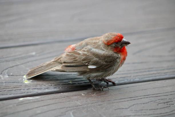 istock Male House Finch 2196573424