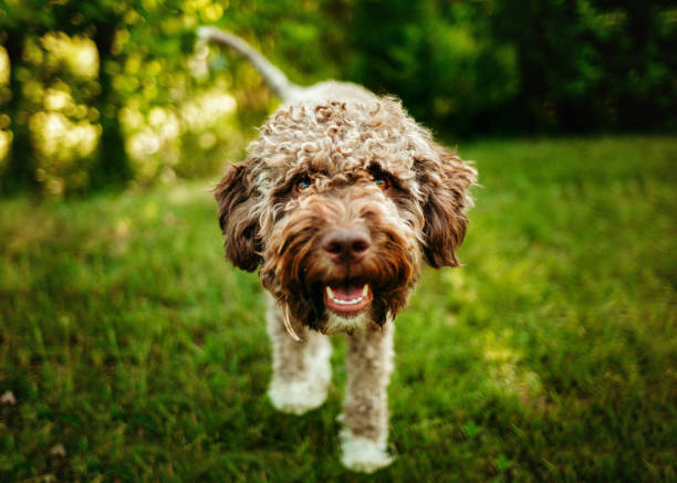 istock Lagotto romagnolo dog 2196573771