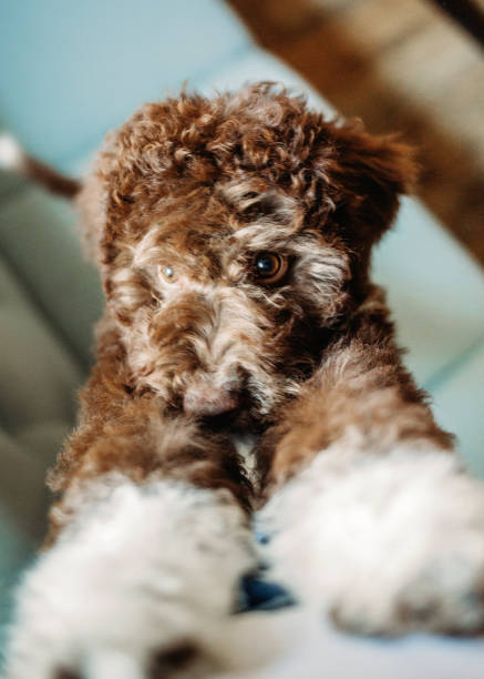 istock Lagotto romagnolo dog 2196573873