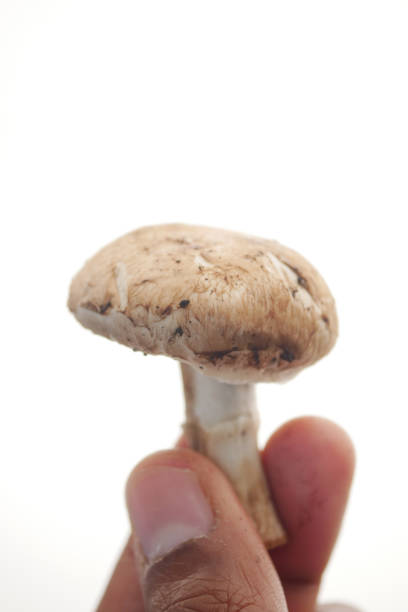 A hand gently holding a fresh and vibrant mushroom against a softly lit background