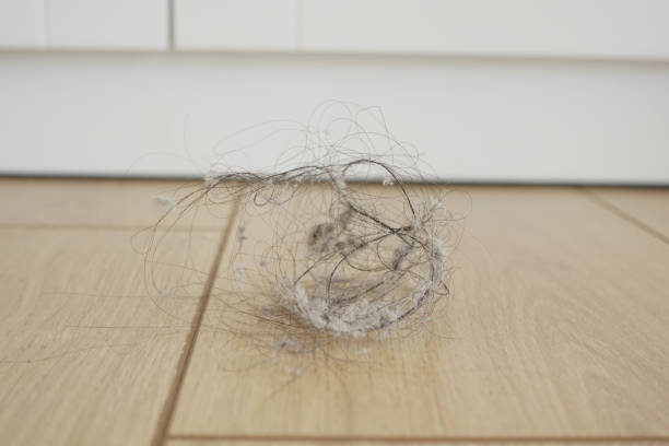 istock A Dust Bunny Collection resting on a beautifully finished Wooden Flooring surface 2196576712