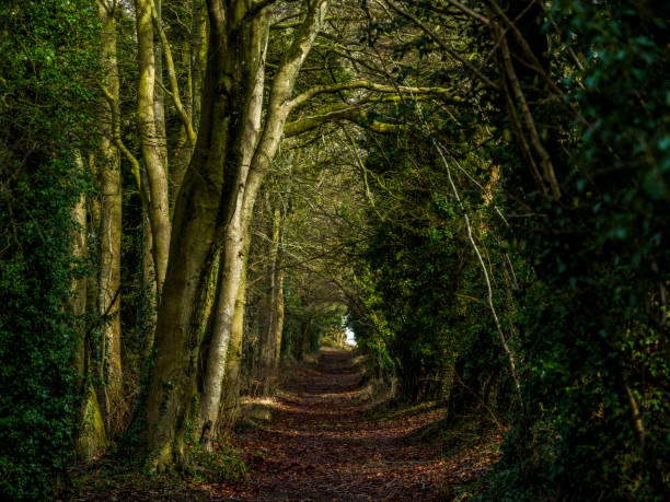 istock Tidgrove  track in January 2196576809