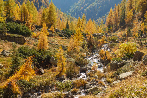 Beautiful scenery with warm autumn colours in the mountains of the Belluno Dolomites with Mount Pelmo in the background.Italy