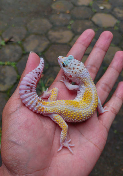 istock Bright yellow and white juvenile 'Hypo TUG Snow' Leopard Gecko with some dots on its owners hand and tiles background. 2196577755