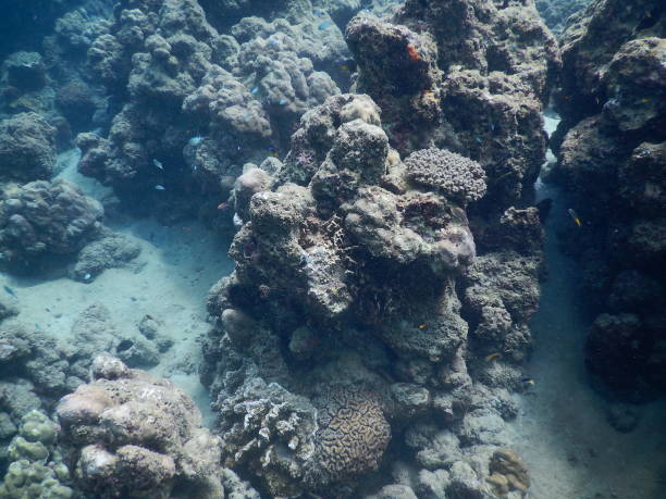 istock The reef and aquatic animal : A shallow reef is a sunlit underwater paradise teeming with colorful corals, tropical fish, sea turtles, and other marine creatures, thriving in warm, clear waters. 2196578840