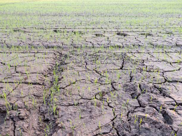 istock Young Rice Seedlings Growing on Cracked Dry Soil. 2196579258