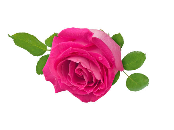istock Pink rose with leaves and water drops isolated on white background 2196580779