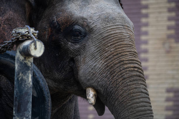 An elephant closely examines its surroundings at a wildlife sanctuary in the afternoon sunlight. Its thick skin and tusks are prominent as it engages with its environment.