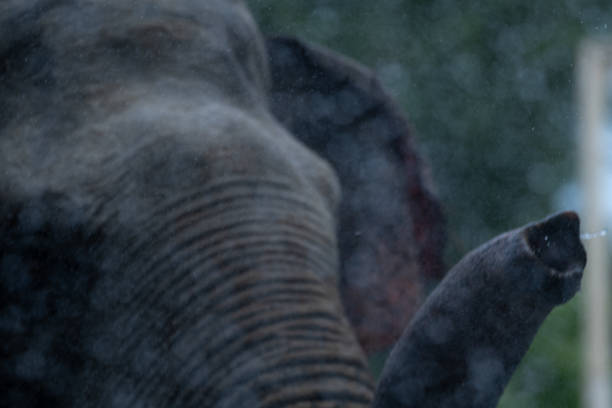 istock Majestic elephant drinking water on a warm day in the wild 2196581604