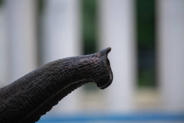 istock Elephant trunk reaching out in a natural habitat during daytime exploration 2196581630