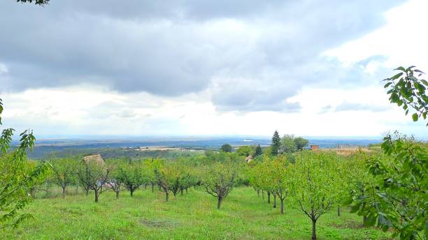 istock Orchard Landscape with Rolling Hills and Dramatic Sky 2196582786