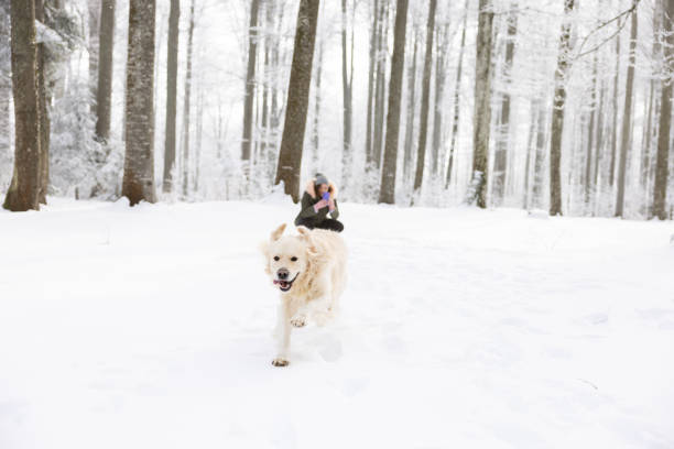 Young playful golden retriever and a two little girls enjoy playing in the snow. Dog knocked down the little girls into the snow