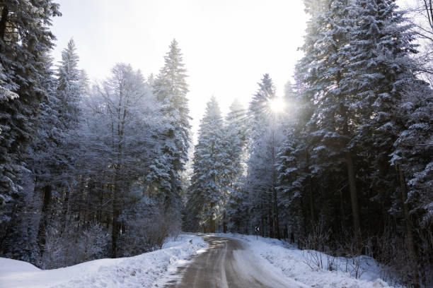 Sunbeams trought the snow covered forest in a white winter landscape