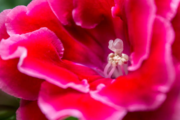 Close up of the stigma and stamen of a red gloxinia flower. Red gloxinia flowers symbolise passion.
