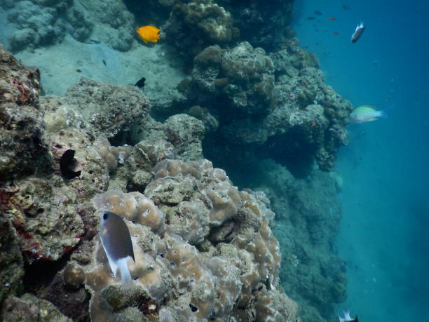 istock The reef and aquatic animal : A shallow reef is a sunlit underwater paradise teeming with colorful corals, tropical fish, sea turtles, and other marine creatures, thriving in warm, clear waters. 2196583609