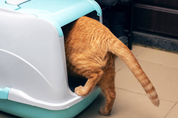 istock Ginger cat enters a closed litter box 2196584184