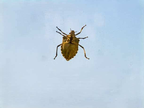 istock Halyomorpha halys on glass against the sky. View from the inside. Close-up 2196584865