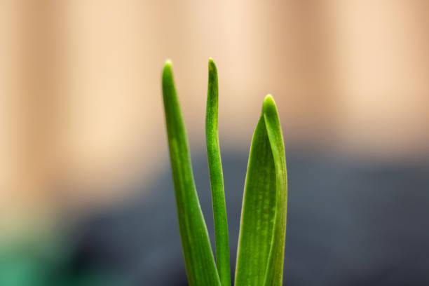 A small houseplant is sprouting from an automotive tire in the form of a flowering plant. It is standing out in a unique way as it grows from an unconventional container