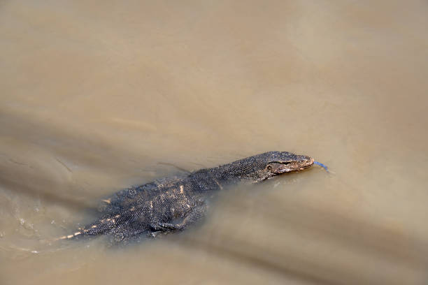 Waran at Water in Thailand
