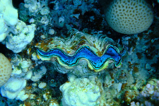 Split frame view of tropical lagoon and coral Maldives