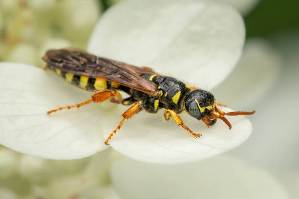 istock Five-banded Thynnid Wasp resting on a white flowers hydrangea with blurred background 2196586748