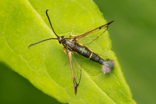 istock Top view on a Dogwood Borer Moth resting on a grens leaf with copy space 2196586784