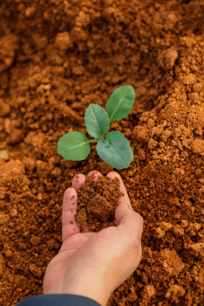 istock Developing farming and protecting the environment is a concern for the continuation of life on Earth. 2196588748