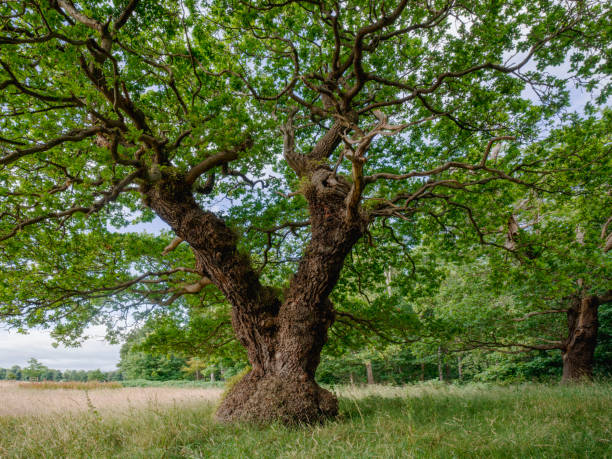 istock Ancient Oak Wood Nature 2196588775