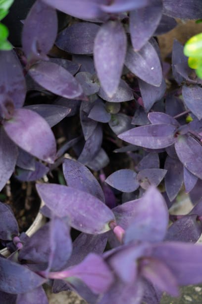 istock Purple Heart Plant Close-Up 2196589466