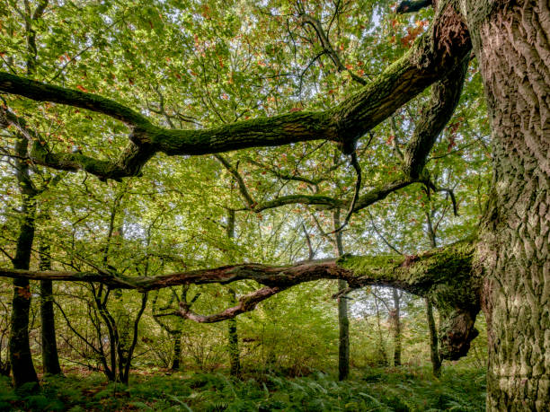 Launde Park Wood