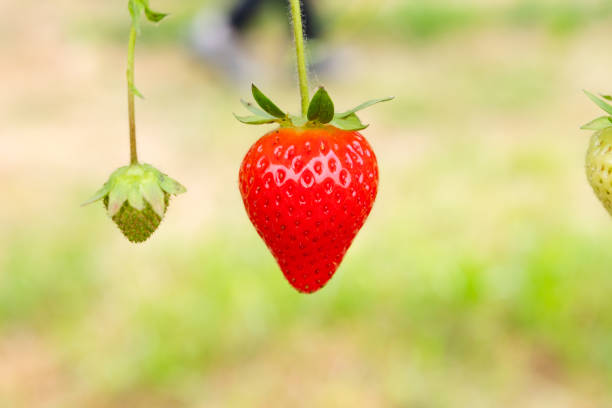 Ripe and unripe strawberry hanging from their plant.