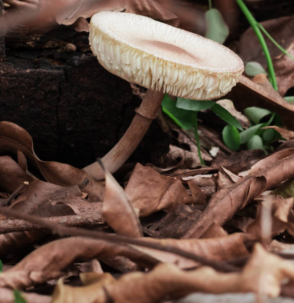 A single wild mushroom with a textured, cream-colored cap and serrated edges grows at an angle on the forest floor, surrounded by dried brown leaves. A decaying wooden log provides a contrasting backdrop, while small green plants peek through the leaf litter. This close-up photograph highlights the intricate details of the mushroom's structure and the natural decomposition process in a woodland ecosystem.