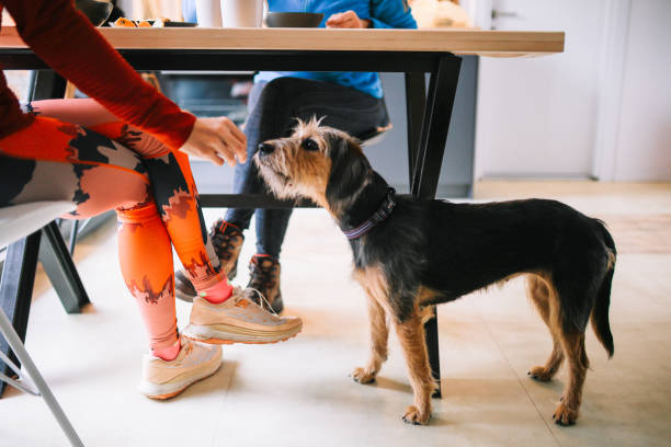 Mom and daughter having a light breakfast in her apartment - mountain lodge, together with their cute pet dogs while exploring running trails on her app.