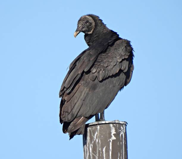 istock Black Vulture (Coragyps atratus) standing on top of a post 2196591038
