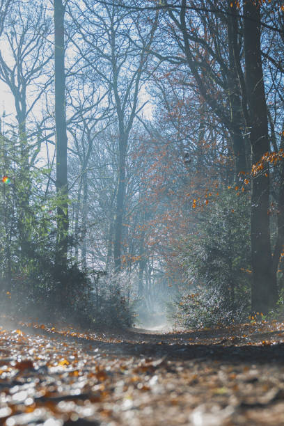 istock A foggy forest with trees and leaves on the ground 2196591349