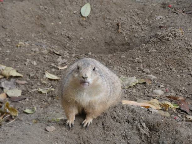 istock Prairie dog in natural habitat 2196592674