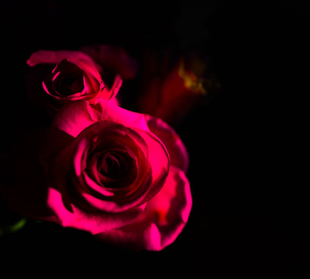 Closeup view of pink rose on black background.