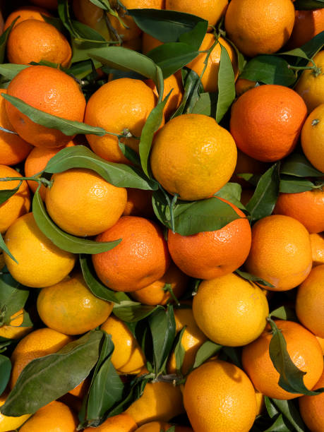 istock Tangerines with green leaves 2196594732