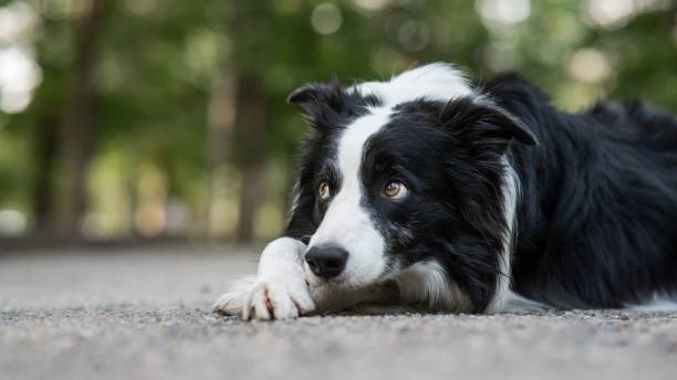 istock Border collie dog doing exercise shame outdoors. 2196595766