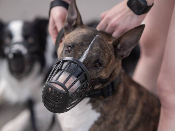 istock The owner puts a muzzle on a bull terrier dog on a walk outdoors. 2196596852