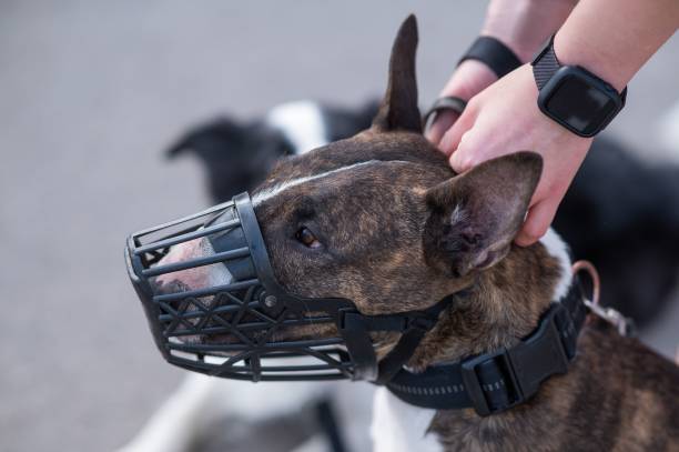 istock The owner puts a muzzle on a bull terrier dog on a walk outdoors. 2196597237