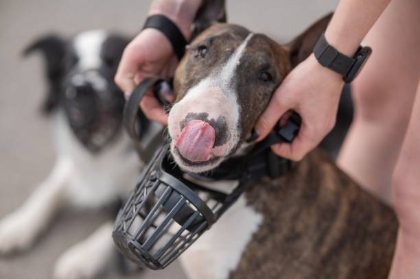 istock The owner puts a muzzle on a bull terrier dog on a walk outdoors. 2196597657