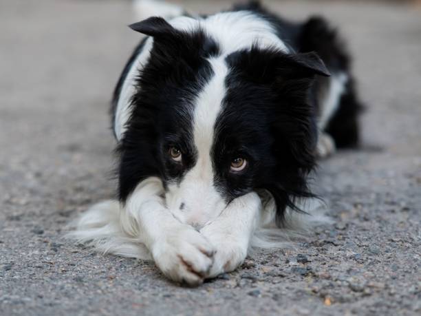 istock Border collie dog doing exercise shame outdoors. 2196599754